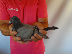 Pigeon image