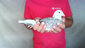Pigeon image
