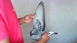 Pigeon image