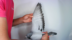 Pigeon image