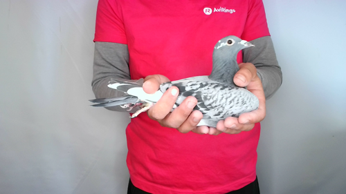 Pigeon image