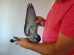 Pigeon image