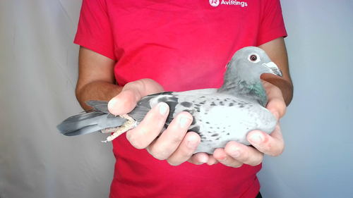 Pigeon image