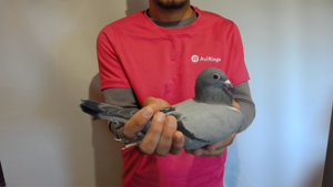 Pigeon image