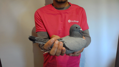 Pigeon image