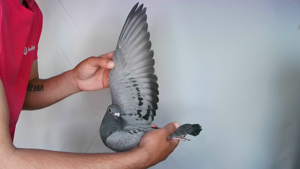 Pigeon image