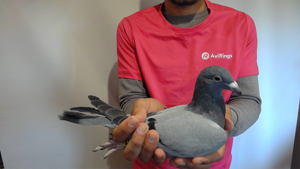 Pigeon image