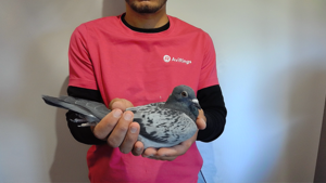 Pigeon image