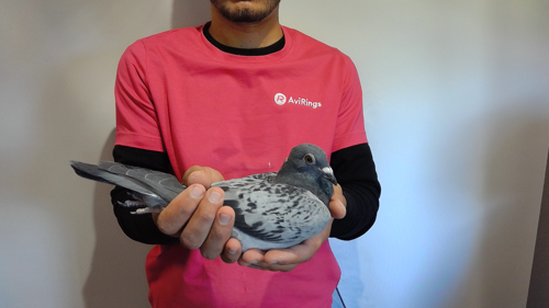 Pigeon image