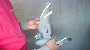 Pigeon image