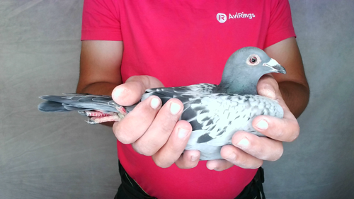 Pigeon image