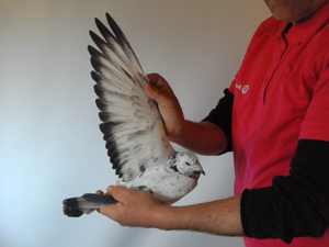 Pigeon image