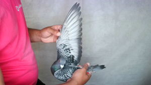 Pigeon image