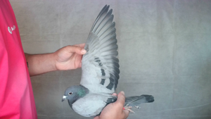 Pigeon image
