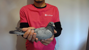 Pigeon image