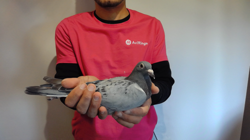 Pigeon image