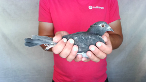 Pigeon image
