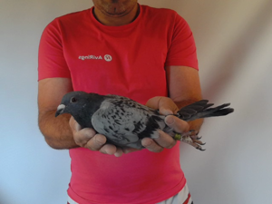 Pigeon image