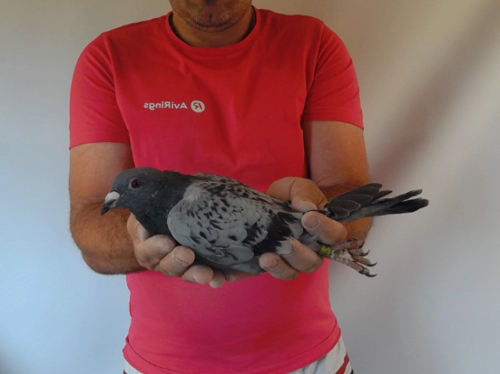 Pigeon image