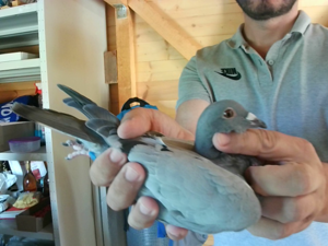 Pigeon image