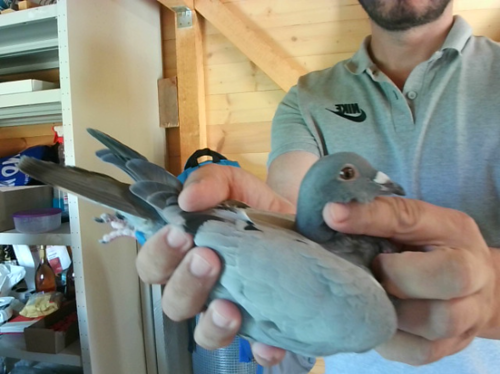Pigeon image
