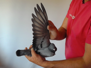 Pigeon image