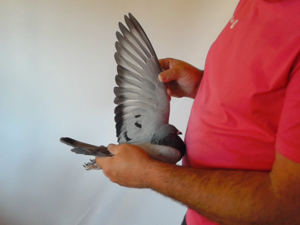 Pigeon image