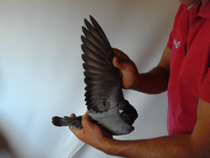 Pigeon image