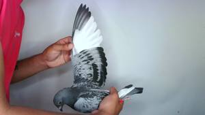 Pigeon image