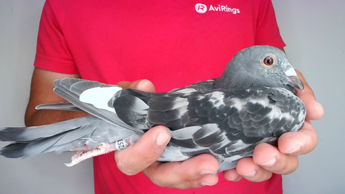 Pigeon image