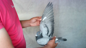 Pigeon image