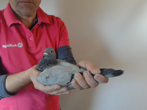 Pigeon image