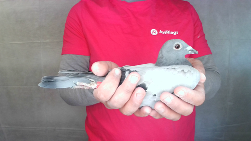Pigeon image