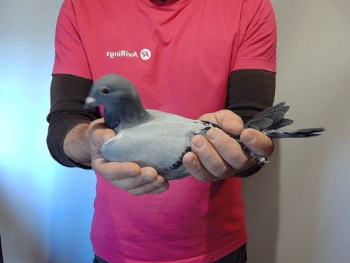 Pigeon image