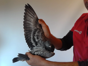 Pigeon image