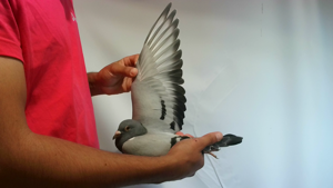 Pigeon image