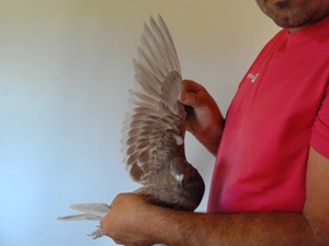 Pigeon image