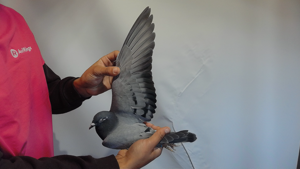 Pigeon image