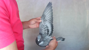 Pigeon image