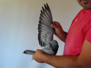 Pigeon image