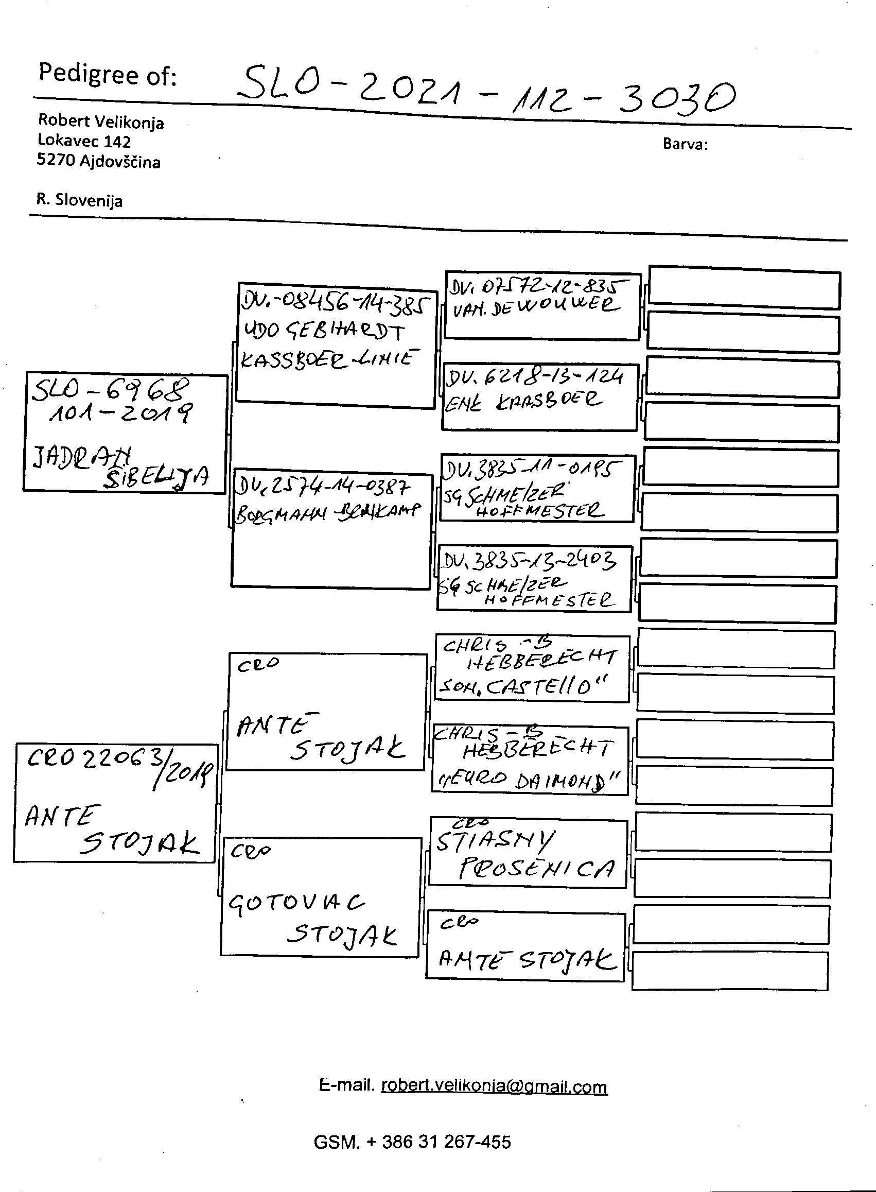 Pigeon pedigree image