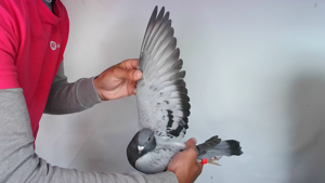 Pigeon image