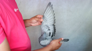 Pigeon image