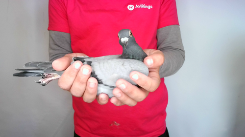Pigeon image