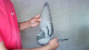 Pigeon image