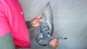 Pigeon image