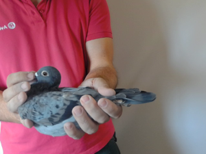 Pigeon image