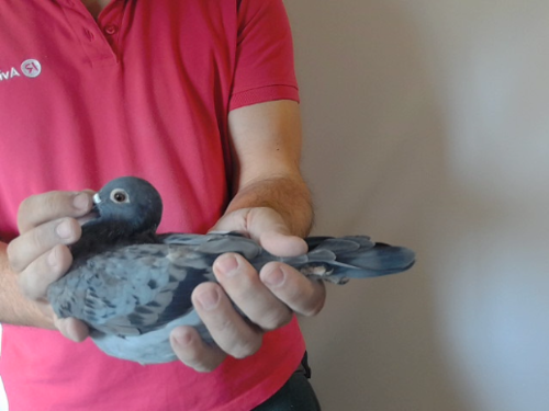 Pigeon image