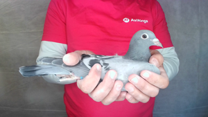 Pigeon image