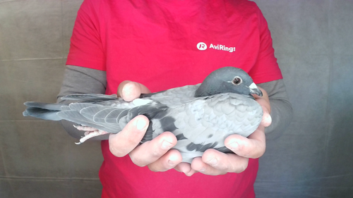 Pigeon image